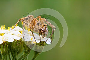 Big yellow spider