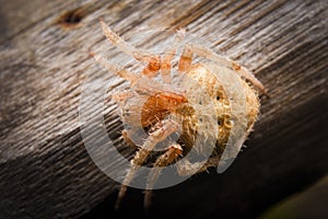 A big yellow spider close up