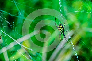 Big yellow spider in the forest on the web