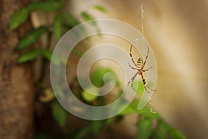 Big yellow spider hanging on the net in front of the plants inside of the hot greenhouse