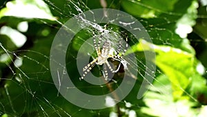 Big yellow spider whit striped legs