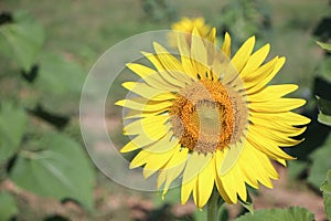 Big Yellow Sun flower
