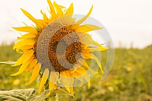 Big yellow sunflower