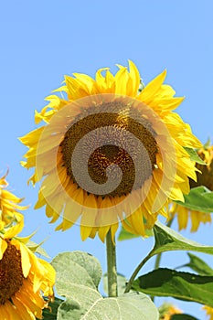 Big yellow Sunflower on the blue sky background