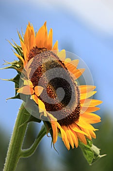 Big yellow sunflower