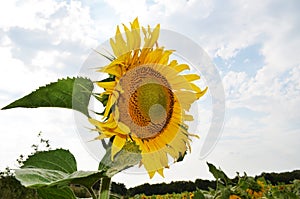 Big yellow sunflower and cloudy sky