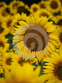 Big Yellow Sunflower in a Field