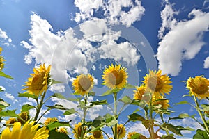 Big yellow Sunflower field with blue sky