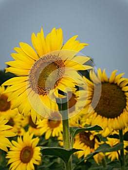 Big Yellow Sunflower in a Field