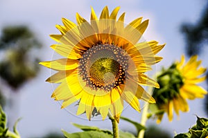 Big yellow sunflower