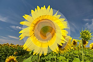 Big yellow sunflower head