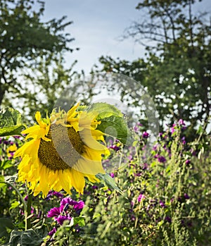 Big yellow sunflower on the natural background of wild flowers and the blue sky