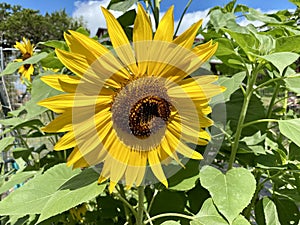 Big yellow sunflower in summer blue sky