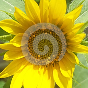 A big yellow sunflower in total bloom