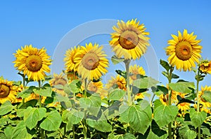 Big yellow sunflowers in the field against the blue sky. Agricultural plants closeup. Summer flowers the family Asteraceae