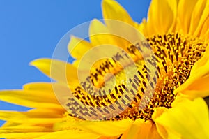 Big yellow sunflowers in the field against the blue sky. Agricultural plants closeup. Summer flowers the family Asteraceae