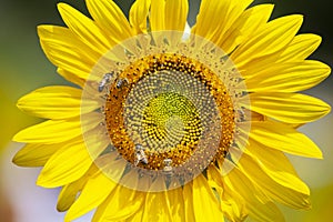 Big yellow sunflowers field with bees photo