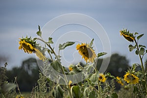 Big yellow sunflowers growing on field with ripe black seeds in sunny day