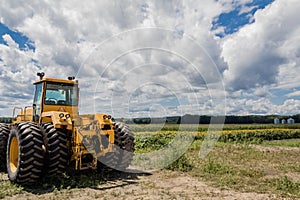 Big yellow tractor on sunflower and corn field blue cloudy sky