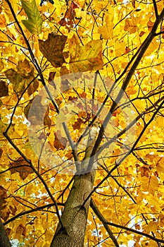 Big yellow tree, autumn scene, colorful november, vertical compo