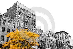 Big yellow tree in front of black and white buildings in New York City