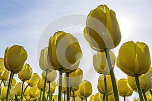 Big yellow tulip flowers seen from the bottom in a park in Lisse, Netherlands