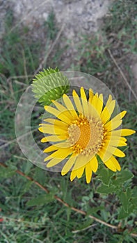 Big yellow wild flowers on the praire photo