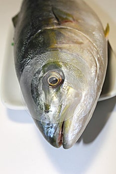 Big Yellowtail fish head