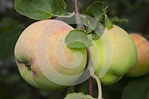 A big young apple on a branch. Close-up. Gardening, gardening. A new crop of healthy fruits, ripe sweet red-green apples growing