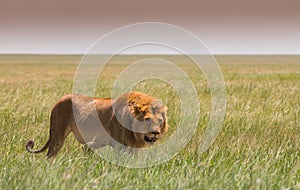 Big young lion on african savannah