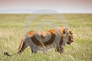 Big young lion on african savannah