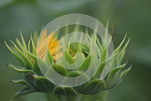 Big young sunflower head closeup ready to bloom. Sunflower petals blossom background. Green fresh nature flower plant background.