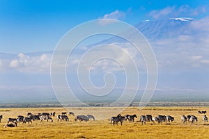 Big zebras herd standing in front of Kilimanjaro