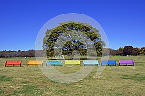 Big Zelkova and colorful benches in Showa Kinen Park