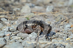 Bigbellied Cricket & x28;Bradiphorus dasiphus& x29;