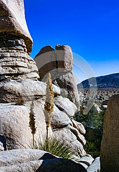 Bigelow\'s Nolina, Nolina bigelovii Beargrass Hidden Valley Landscape Mojave Desert Joshua Tree National Park photo