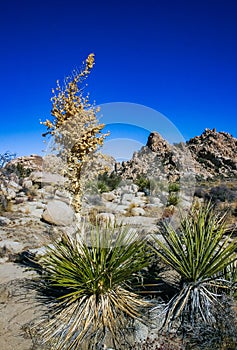 Bigelow\'s Nolina, Nolina bigelovii Beargrass Hidden Valley Landscape Mojave Desert Joshua Tree National Park photo