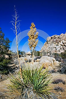 Bigelow\'s Nolina, Nolina bigelovii Beargrass Hidden Valley Landscape Mojave Desert Joshua Tree National Park photo