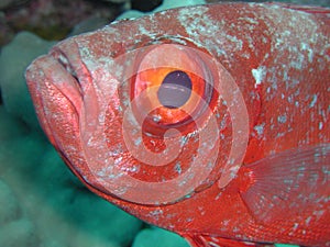 Bigeye 2