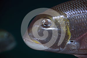 Bigeye emperor