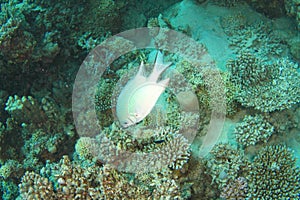 Bigeye emperor above coral reef