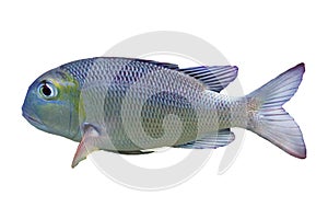 Bigeye emperor - Monotaxis grandoculis - fish on white background