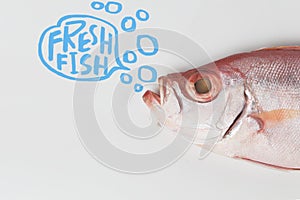 Bigeye fish isolated on white background