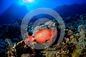A bigeye fish  in Red Sea