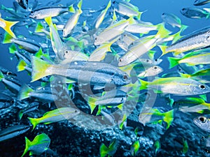 Bigeye Snapper fish in a large flock of fish in the Indian ocean