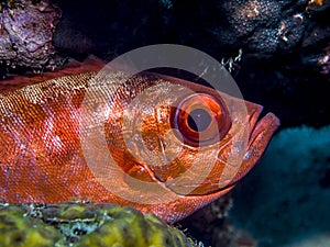 Bigeye soldierfish,Ostichthys trachypoma