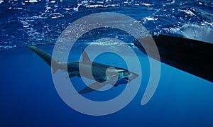 Bigeye Thresher shark swimming