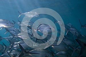 Bigeye Trevallies