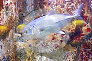 Bigeye trevally