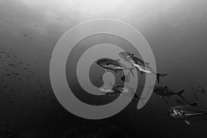 Bigeye Trevally in Black and White